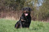 ROTTWEILER 575